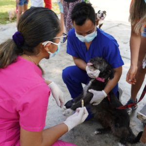 Surco protege a tus mascotas realizando 6 campañas de vacunación en el mes de enero