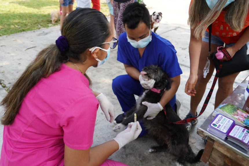 Surco protege a tus mascotas realizando 6 campañas de vacunación en el mes de enero