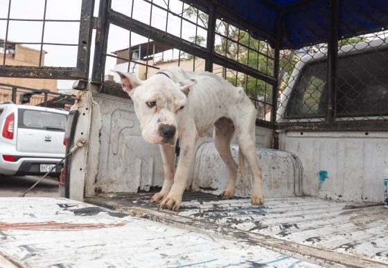 Municipalidad de Surco y Policía Nacional rescatan a perrita Venus víctima de grave maltrato