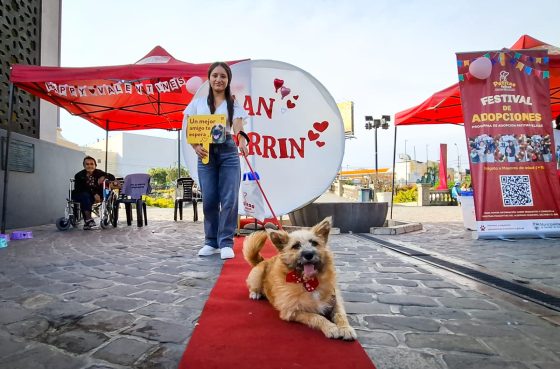 Surco celebrará el amor más fiel con el Festival de Adopciones “San Perrín” y su esperada Boda de Patitas
