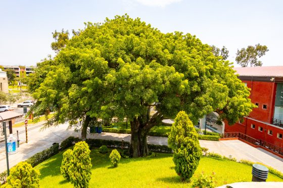Cuatro árboles del Parque de la Amistad fueron declarados patrimoniales por su longevidad, tamaño y belleza
