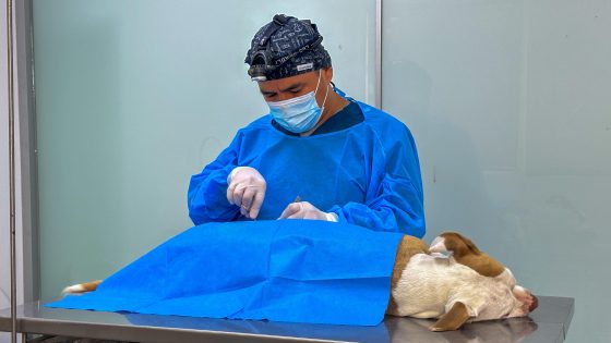 Surco realiza campañas de esterilización de mascotas para prevenir el abandono